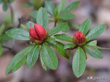 杜鹃花科有哪些植物，盘点杜鹃的四大品种