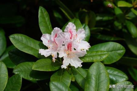 杜鹃花科有哪些植物，盘点杜鹃的四大品种