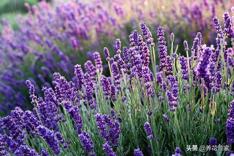 各种花的花语和寓意，常见鲜花的花语大全