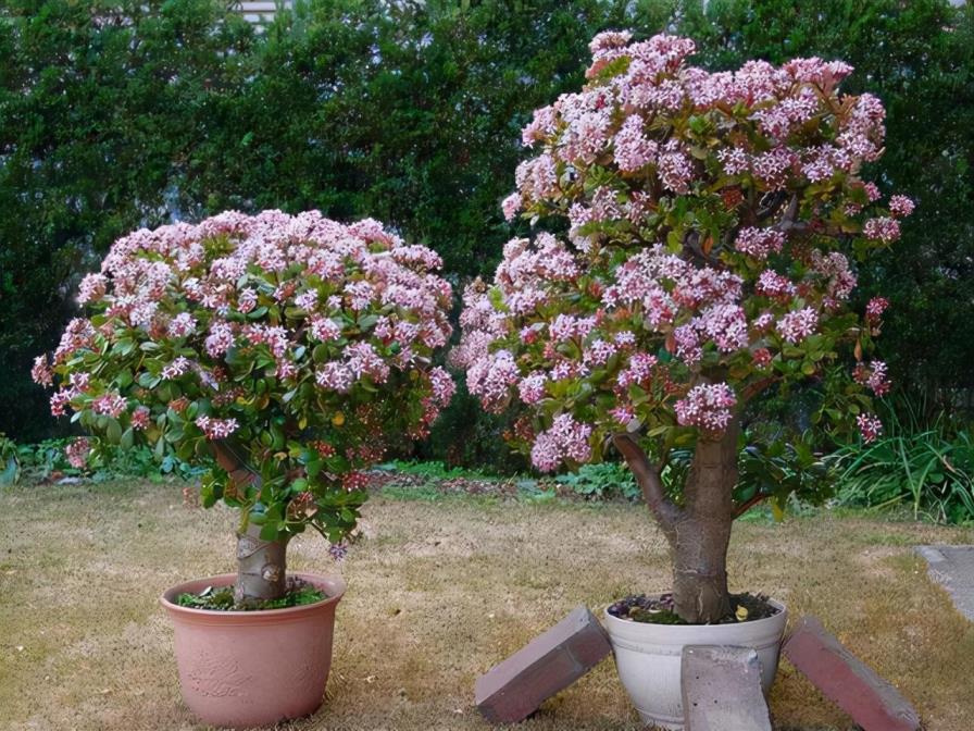 养什么花最好旺财，最旺财的十种花讲解