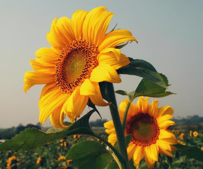 向日葵花语是什么，有关向日葵浪漫花语分享