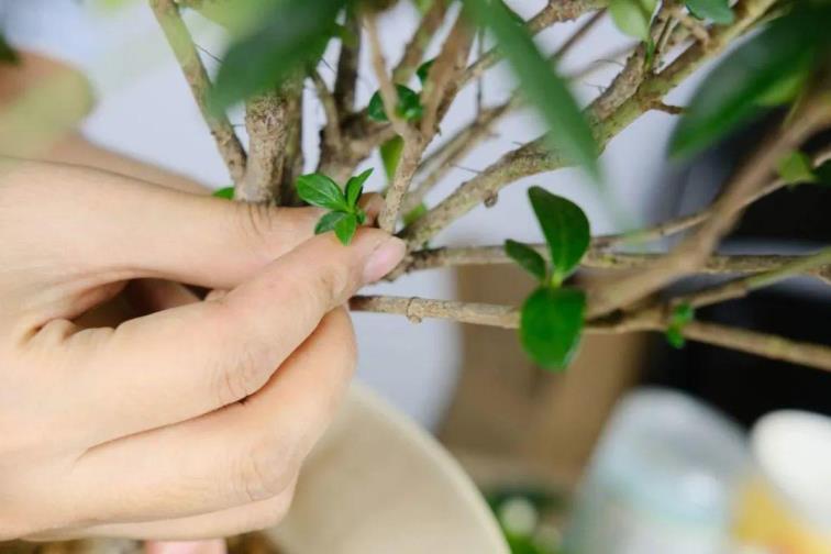 栀子花怎么养才能更旺盛，简述栀子花的养殖方法和浇水