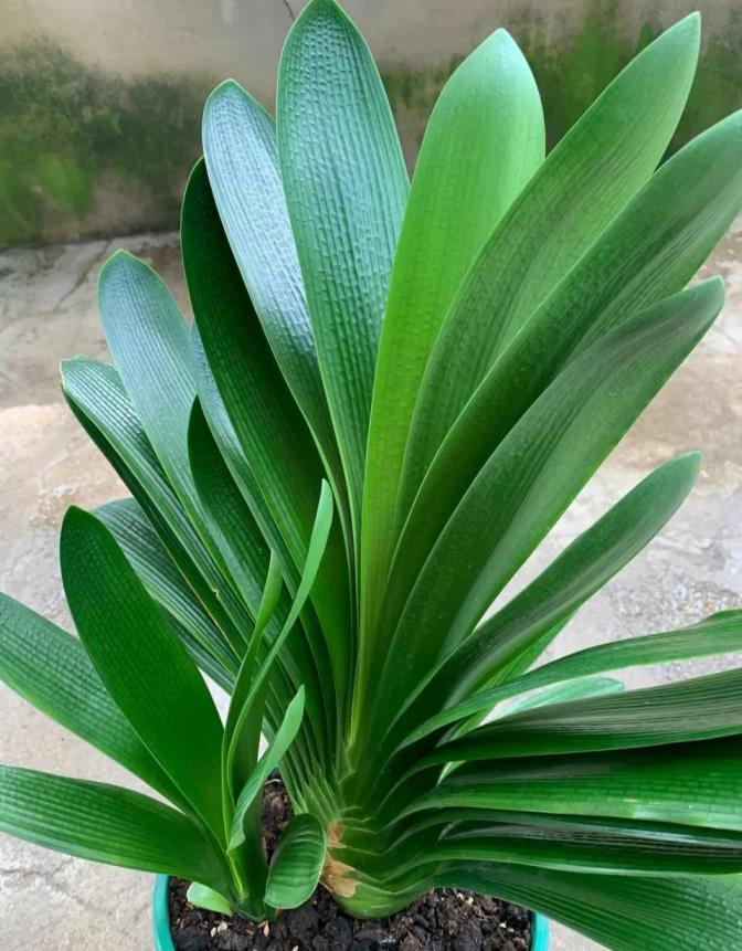 客厅最旺宅的植物有哪些，盘点客厅十大镇宅植物