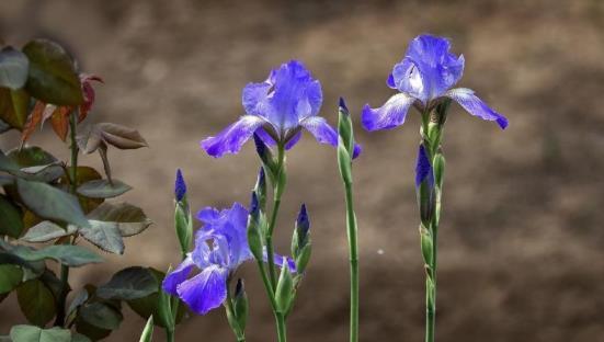 鸢尾花的花语是什么，浅谈鸢尾花的寓意和象征