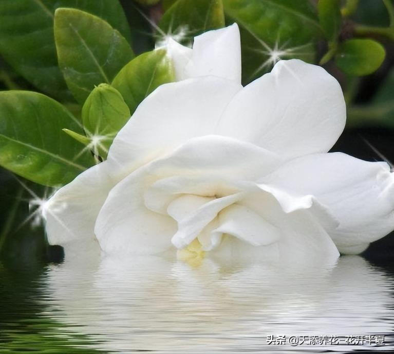 栀子花的花语是什么，简述栀子花的花语及象征意义