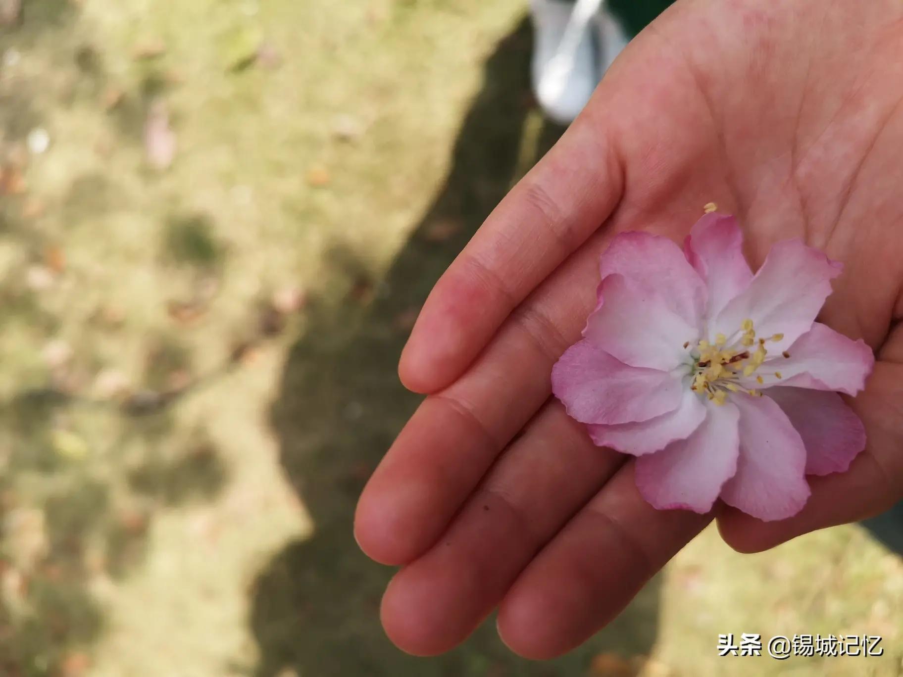 垂丝海棠花语是什么意思，简述垂丝海棠花的寓意和象征