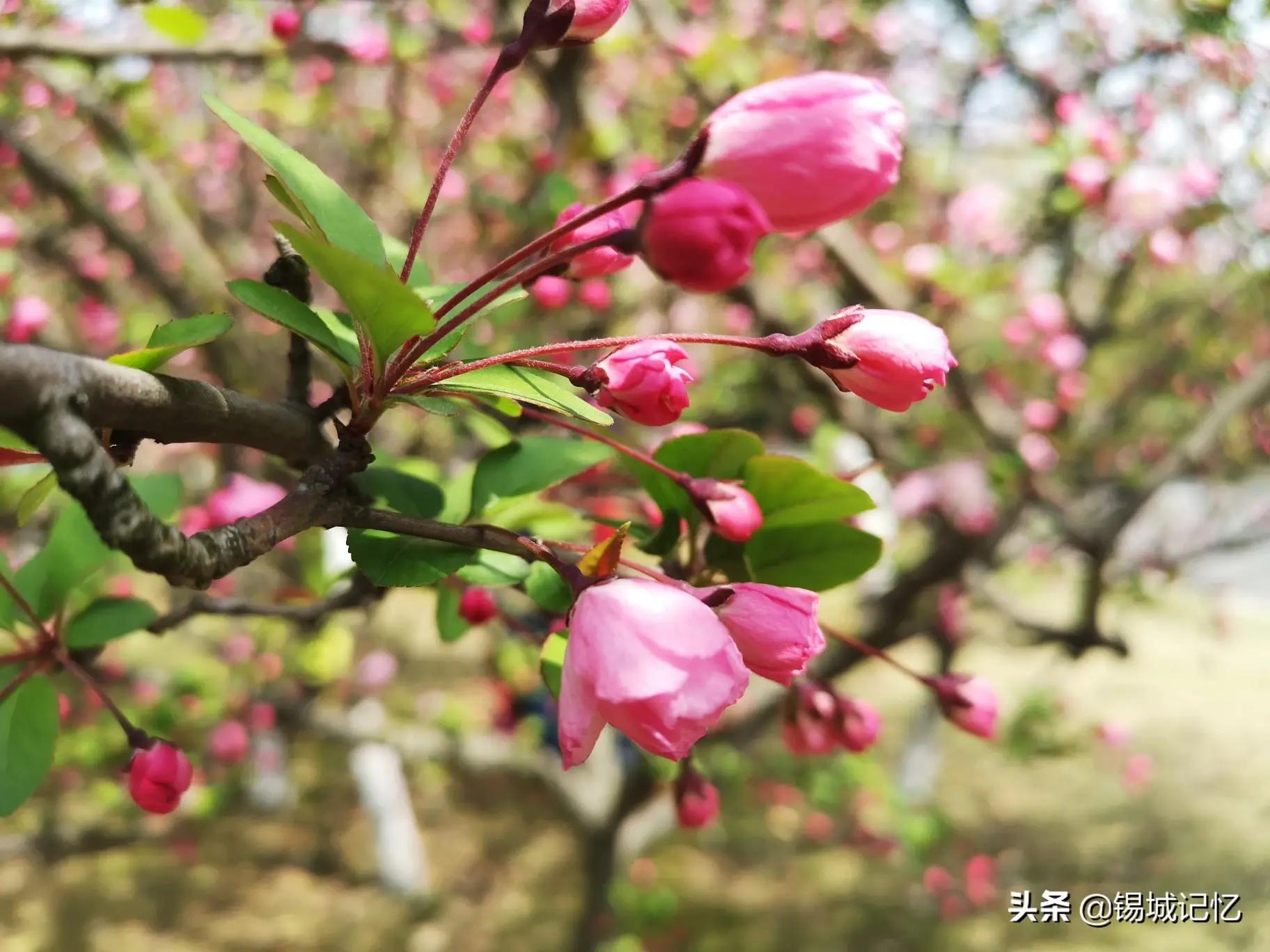 垂丝海棠花语是什么意思，简述垂丝海棠花的寓意和象征