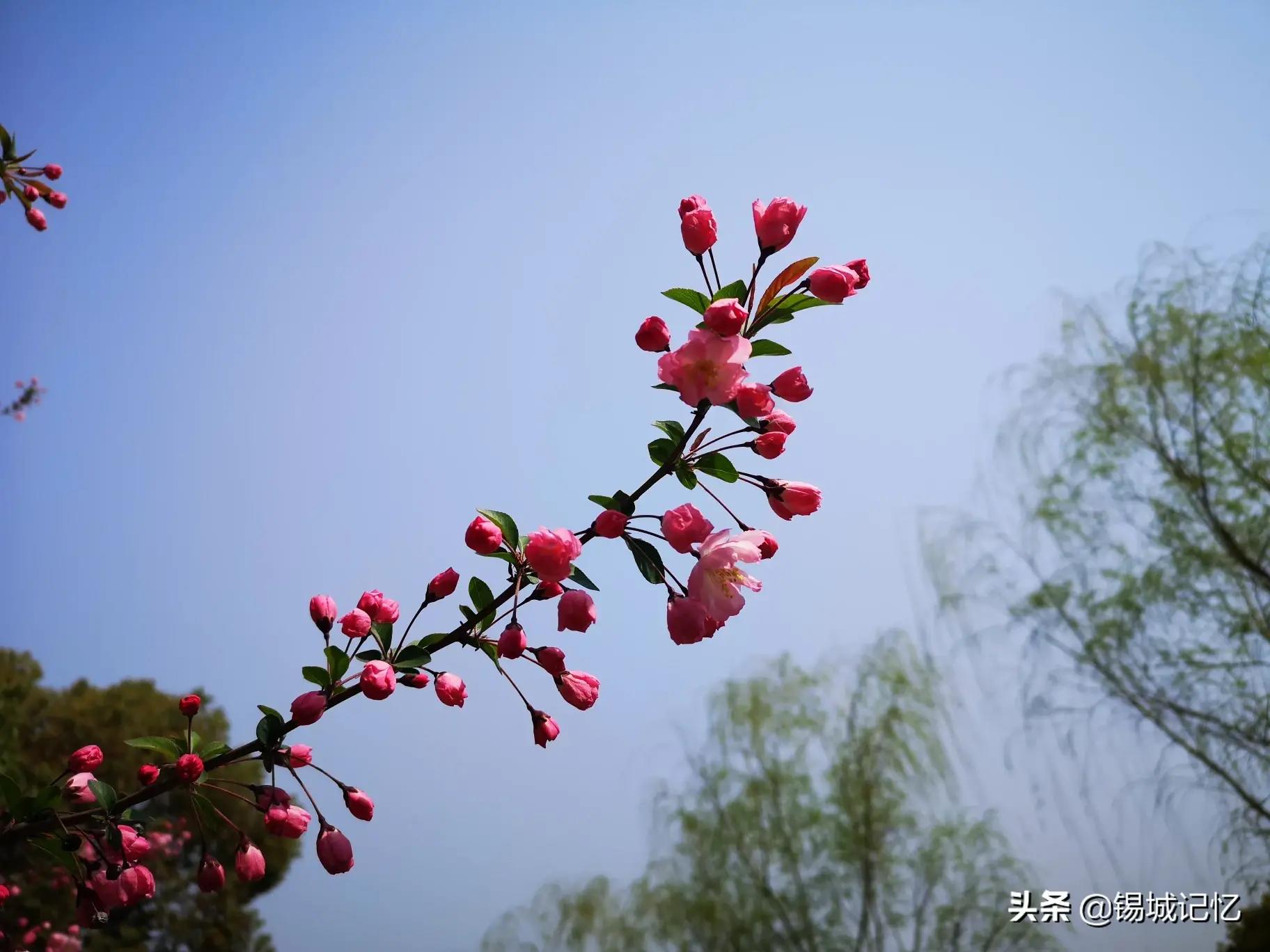 垂丝海棠花语是什么意思，简述垂丝海棠花的寓意和象征