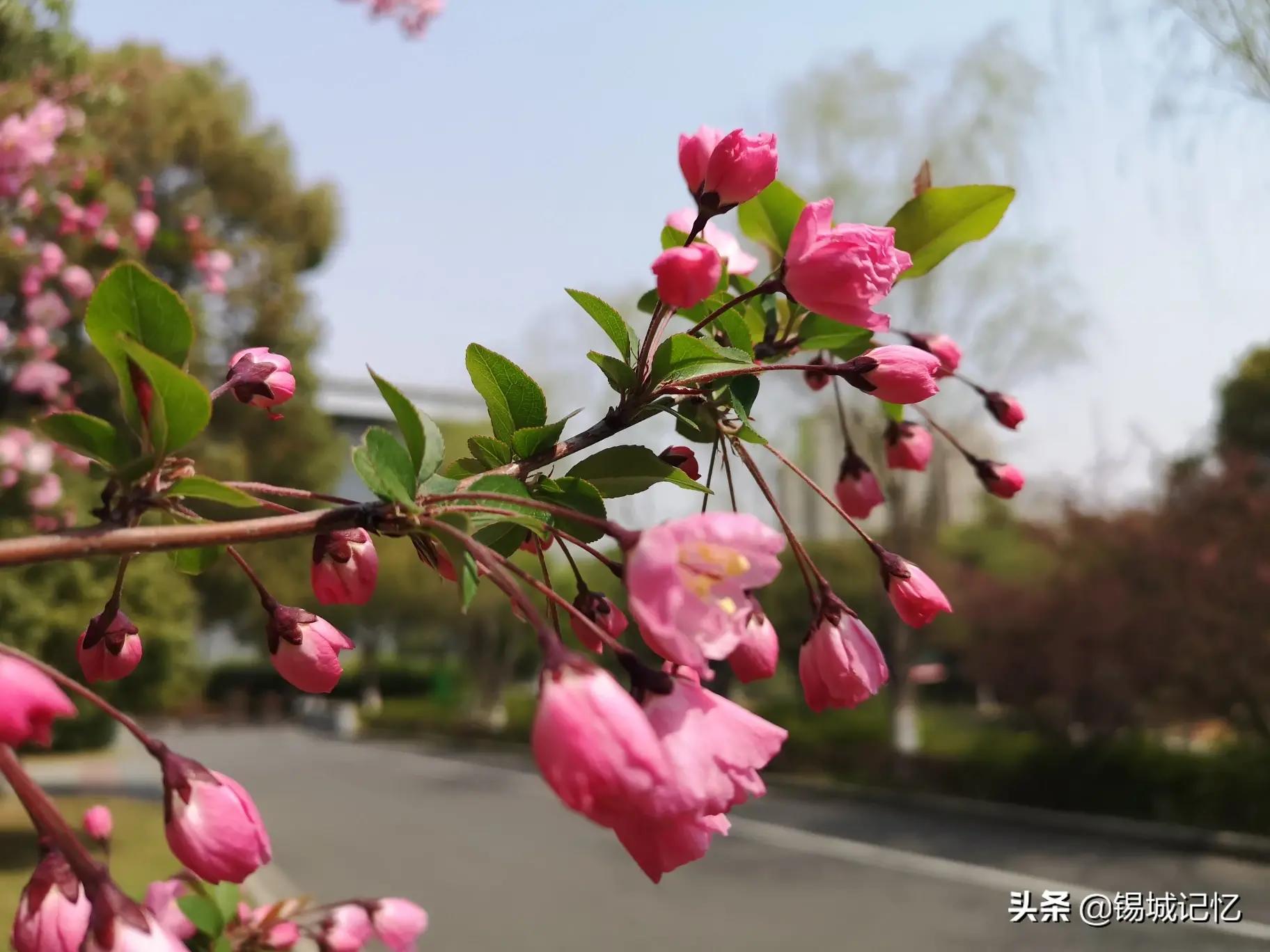 垂丝海棠花语是什么意思，简述垂丝海棠花的寓意和象征