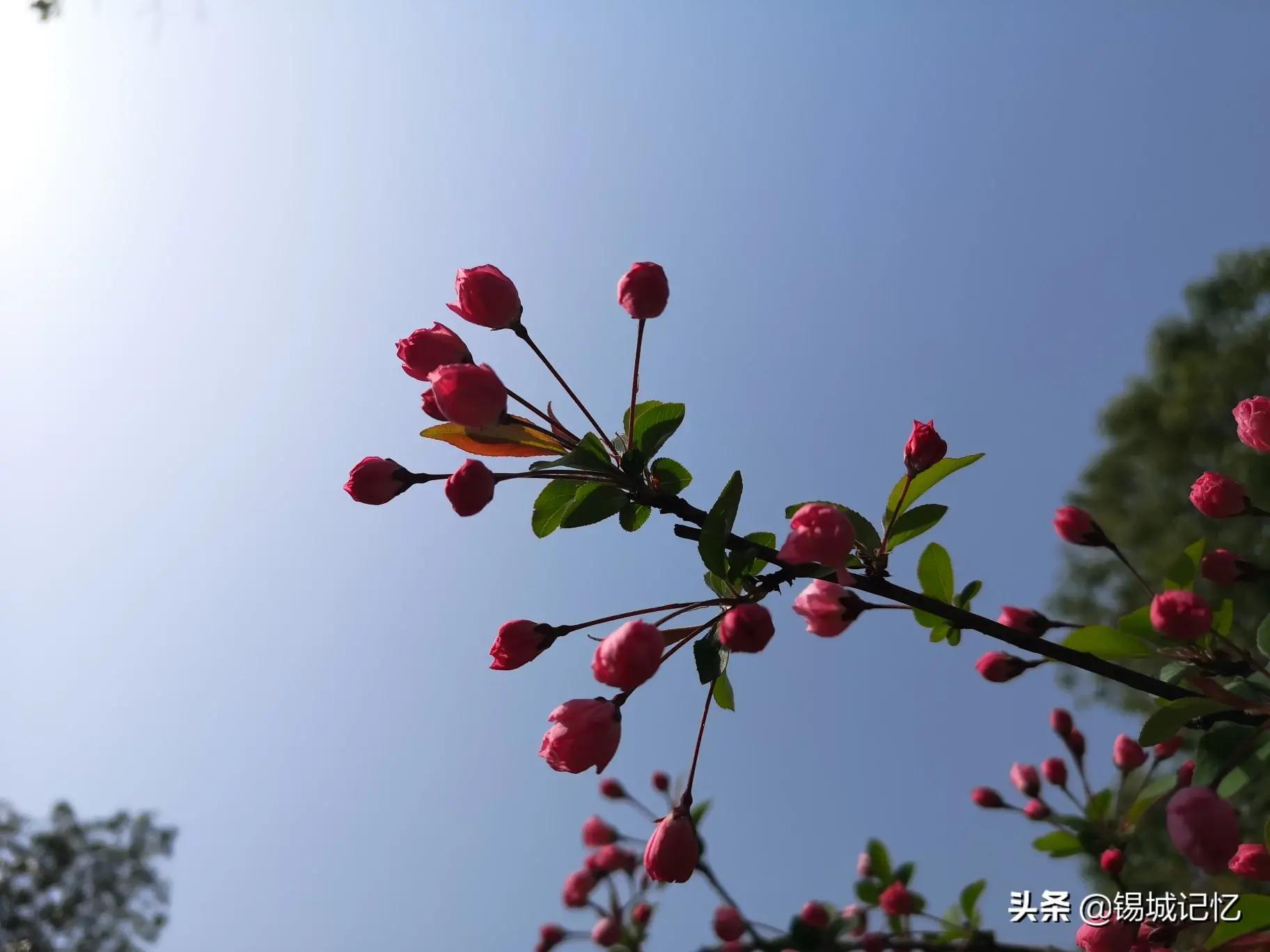 垂丝海棠花语是什么意思，简述垂丝海棠花的寓意和象征