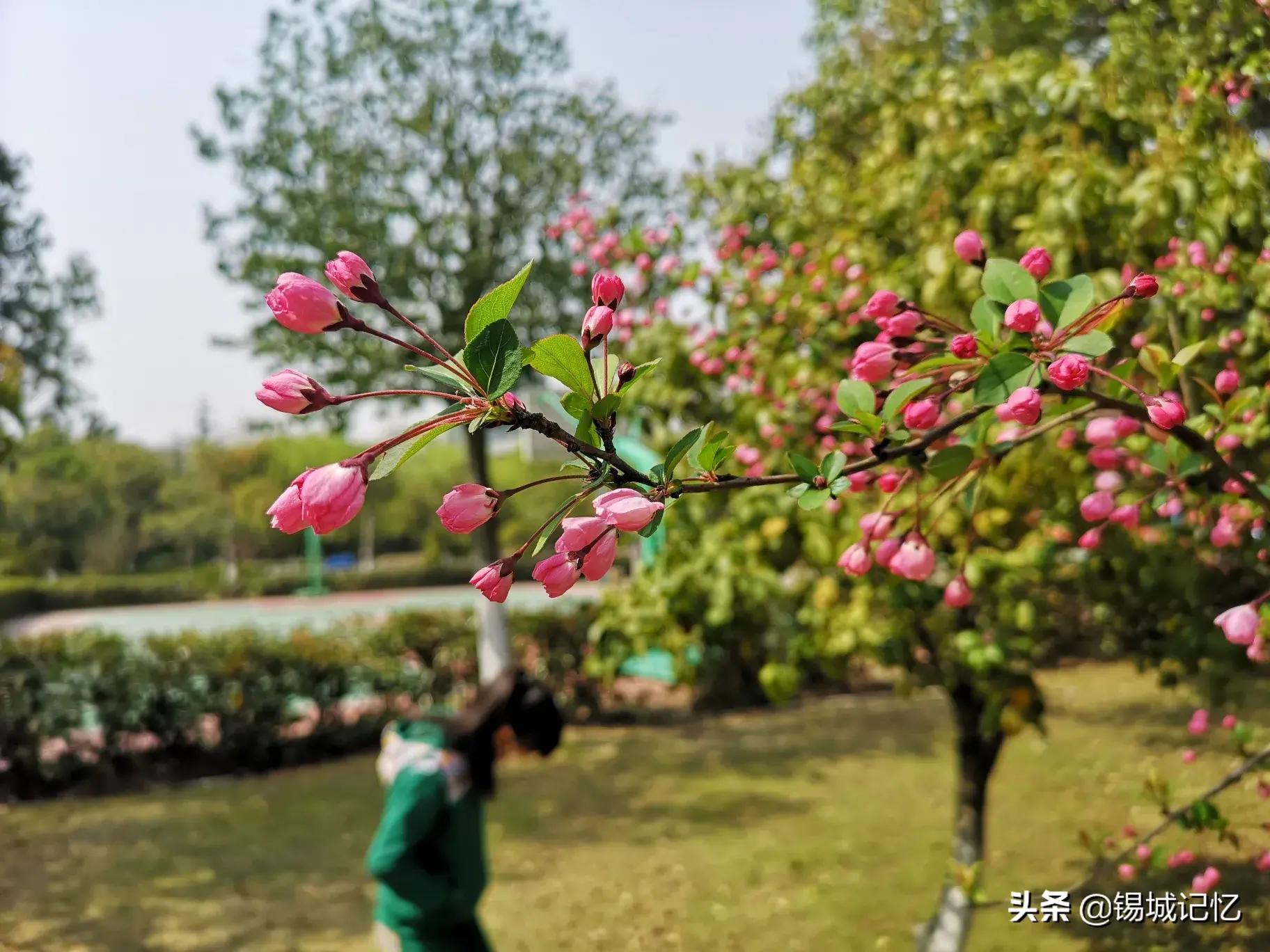 垂丝海棠花语是什么意思，简述垂丝海棠花的寓意和象征