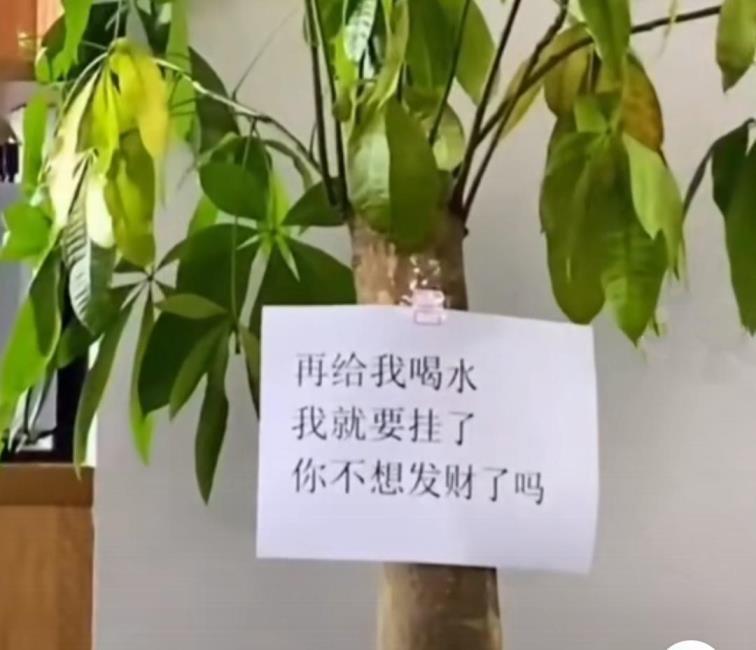 三种最旺家的绿植是什么，旺财又旺宅的植物分享