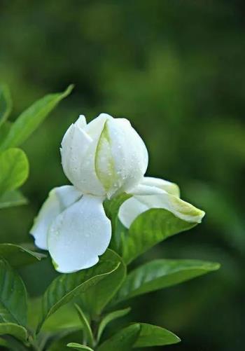 栀子花的花语是什么，讲解栀子花象征意义