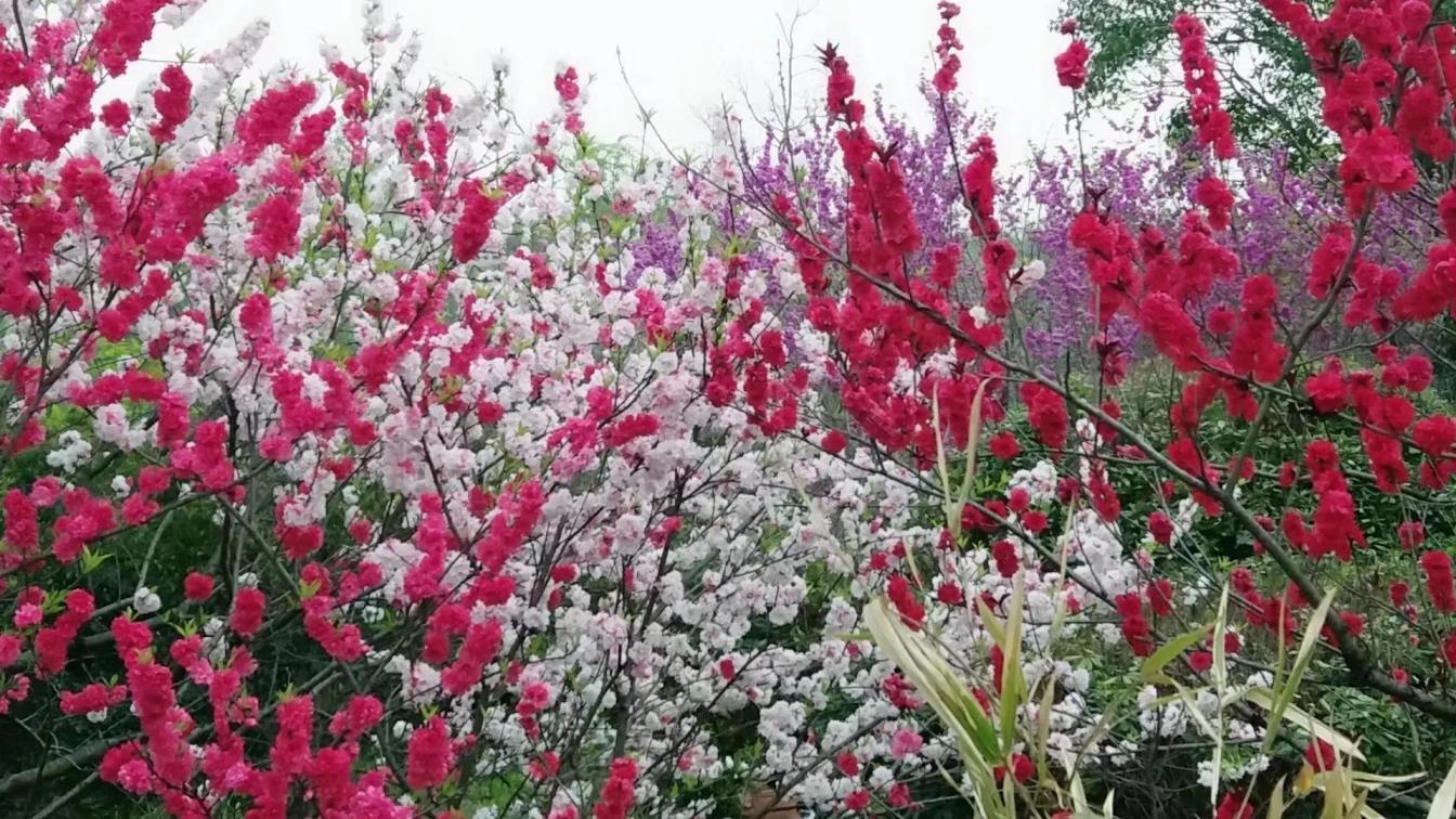 樱花花语是什么，浅谈樱花的寓意和象征意义