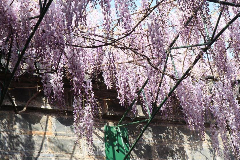 紫藤花花语是什么，简述紫藤花的寓意象征