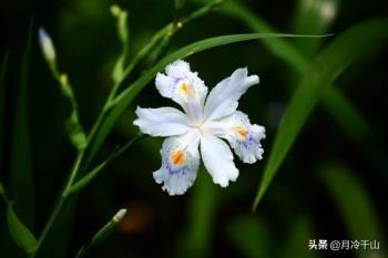 鸢尾花的花语是什么，简述鸢尾花的寓意和象征