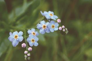 勿忘我花语是什么，有关勿忘我的真实含义