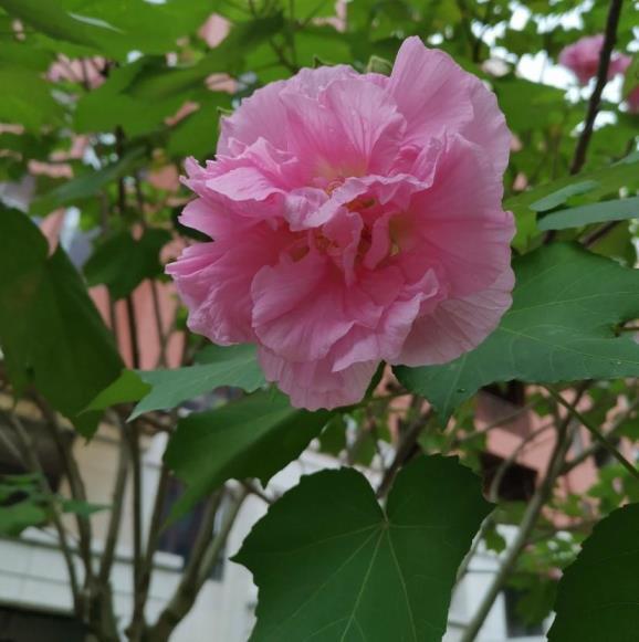 芙蓉花怎么养殖方法，介绍芙蓉花的养护和注意事项