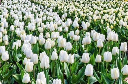 郁金香的花语是什么，郁金香花语和象征意义讲解