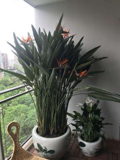 盆栽植物有哪些，室内植物盆景十大排名