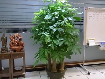 盆栽植物有哪些，室内植物盆景十大排名