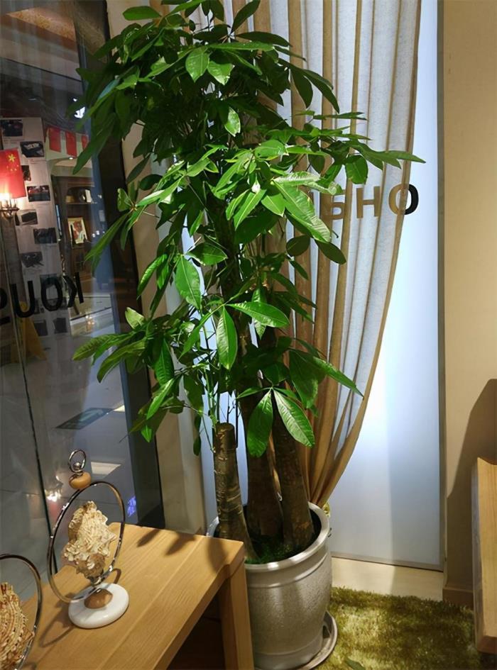 盆栽植物有哪些，室内植物盆景十大排名