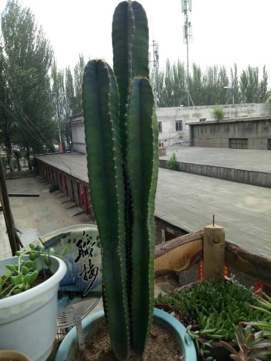 盆栽植物有哪些，室内植物盆景十大排名