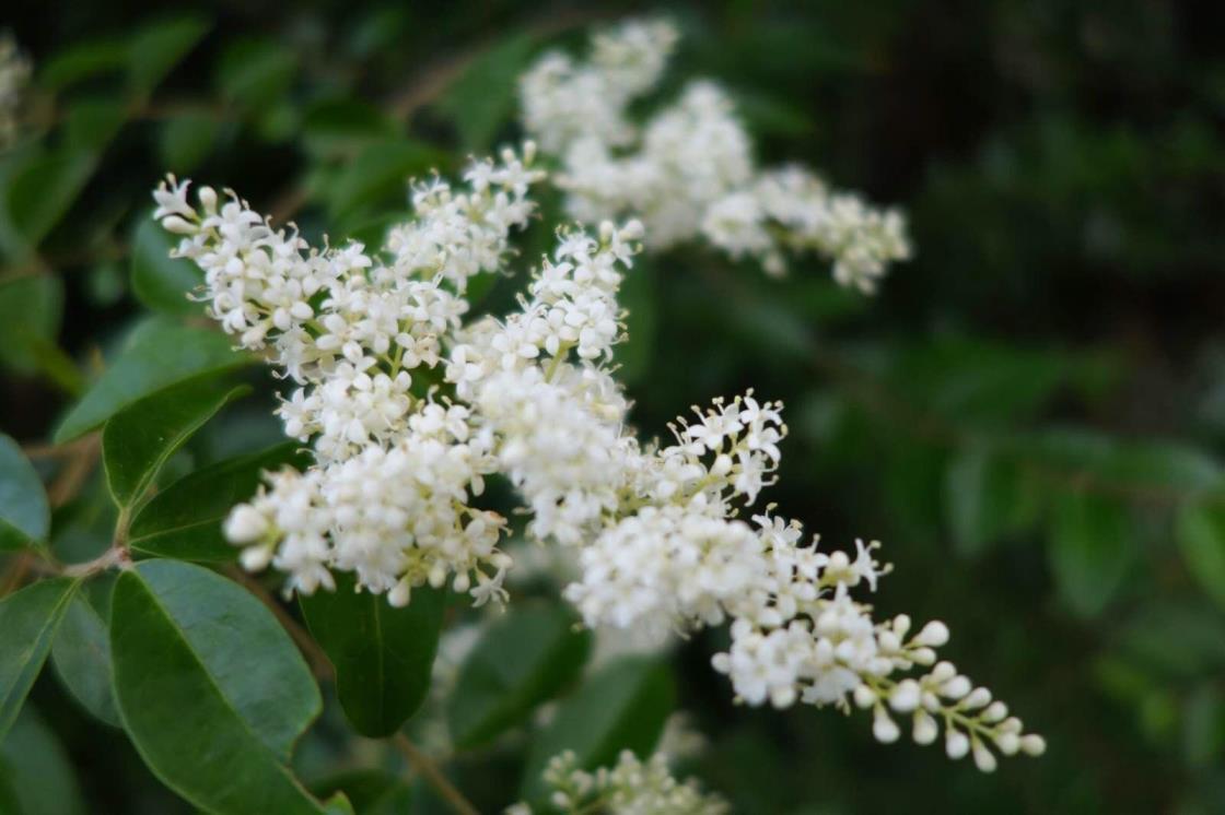 米兰花如何剪枝，米兰花修剪方法介绍