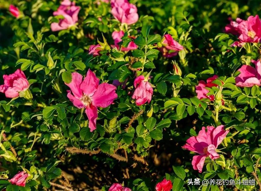 干花插花瓶里需要加水吗，干花插花实用技巧分享