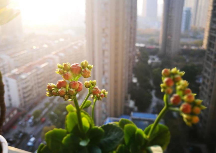 长寿花最漂亮的品种有哪些，盘点8款高颜值长寿花