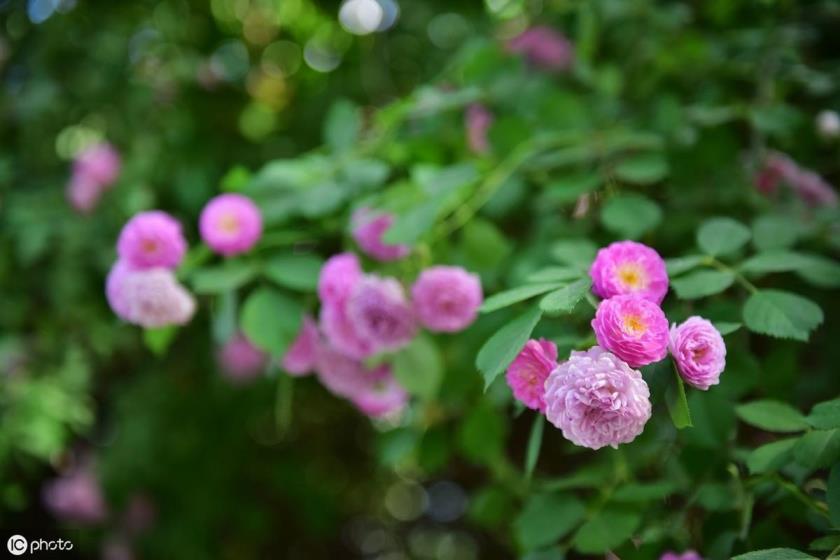 蔷薇花怎么种植，详解蔷薇花的种植方法及养护