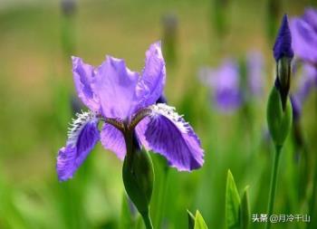 鸢尾花花语是什么，关于鸢尾花的寓意和象征意义