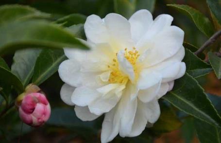 山茶花什么时候开花，关于茶花的花期介绍