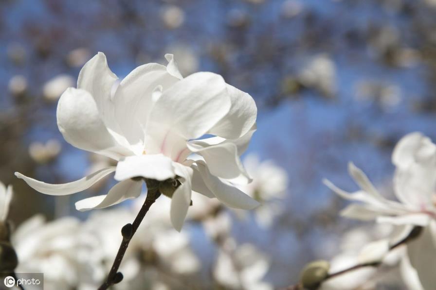 木兰花花语是什么，木兰花对爱情的寓意