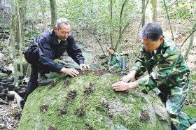 铁皮石斛种植技术和管理，石斛的栽培方法及注意事项