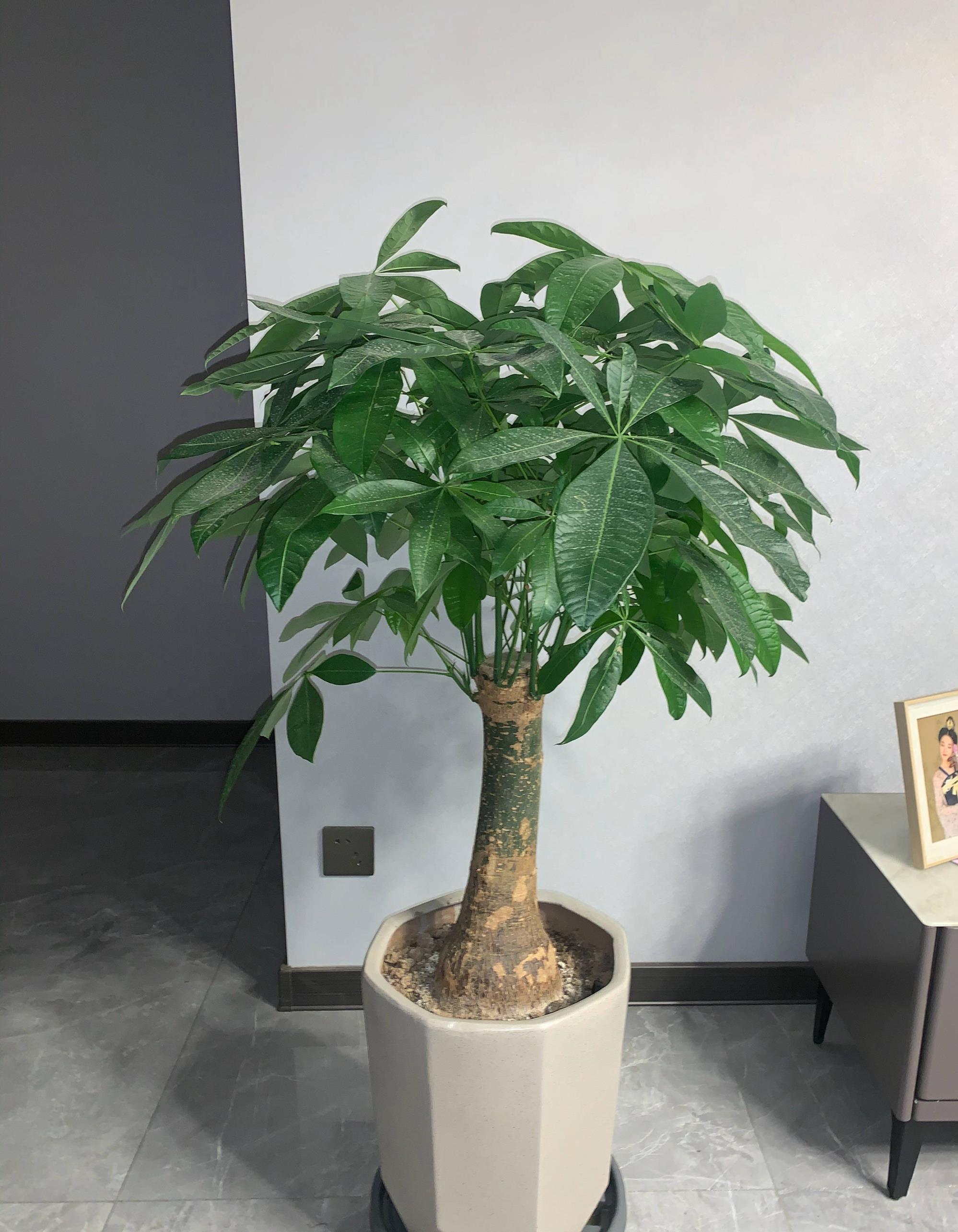 室内种什么盆栽植物最好，盘点十大容易养活的室内植物