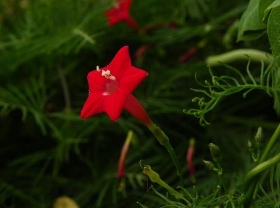 五角星花叫什么名字，五角星花图片与种植介绍