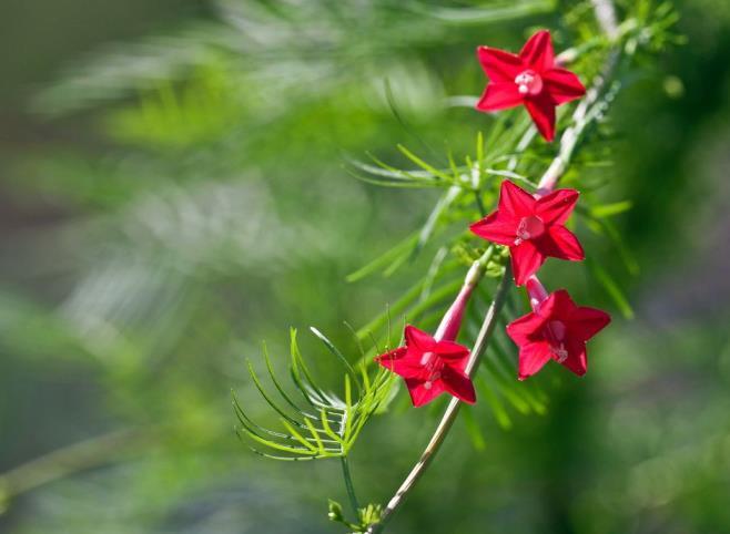 五角星花叫什么名字，五角星花图片与种植介绍