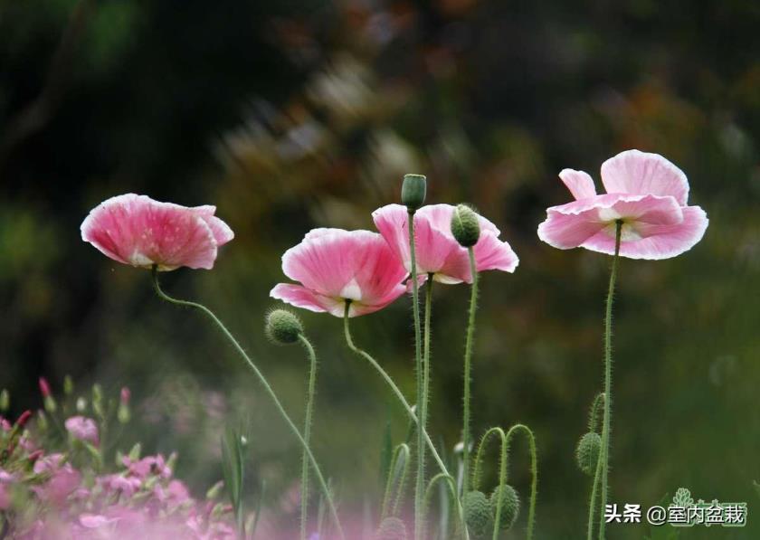 虞美人怎么种植方法，虞美人的种植时间和管理