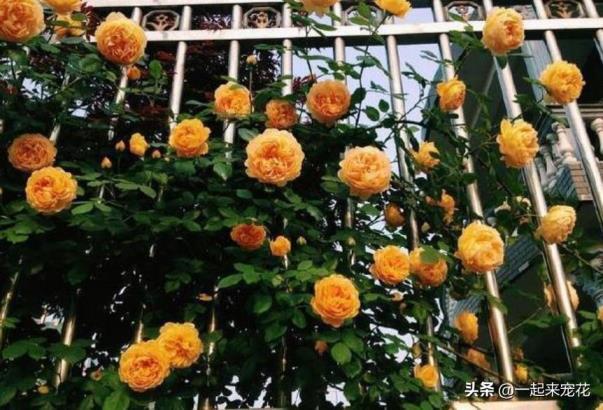 月季花品种有哪些，月季花十大经典品种介绍