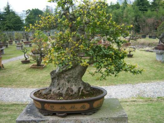 白蜡树什么时候开花结果，关于白蜡树种植时间