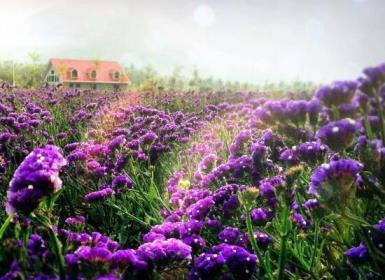 薰衣草花语是什么意思，浅谈薰衣草的花语和象征意义