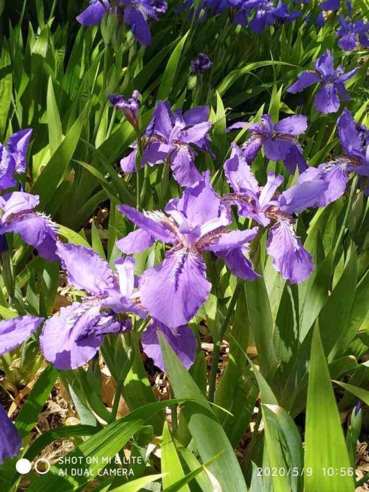 春天开的常见的花有哪些，春节最典型的花品种介绍