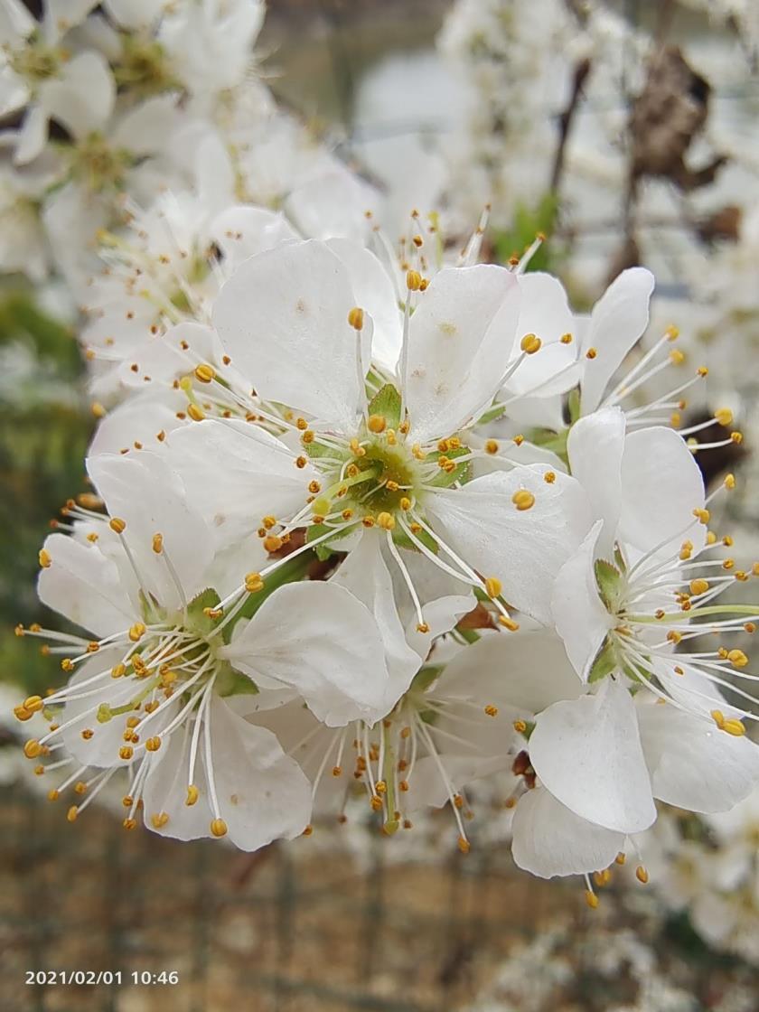 春天开的常见的花有哪些，春节最典型的花品种介绍