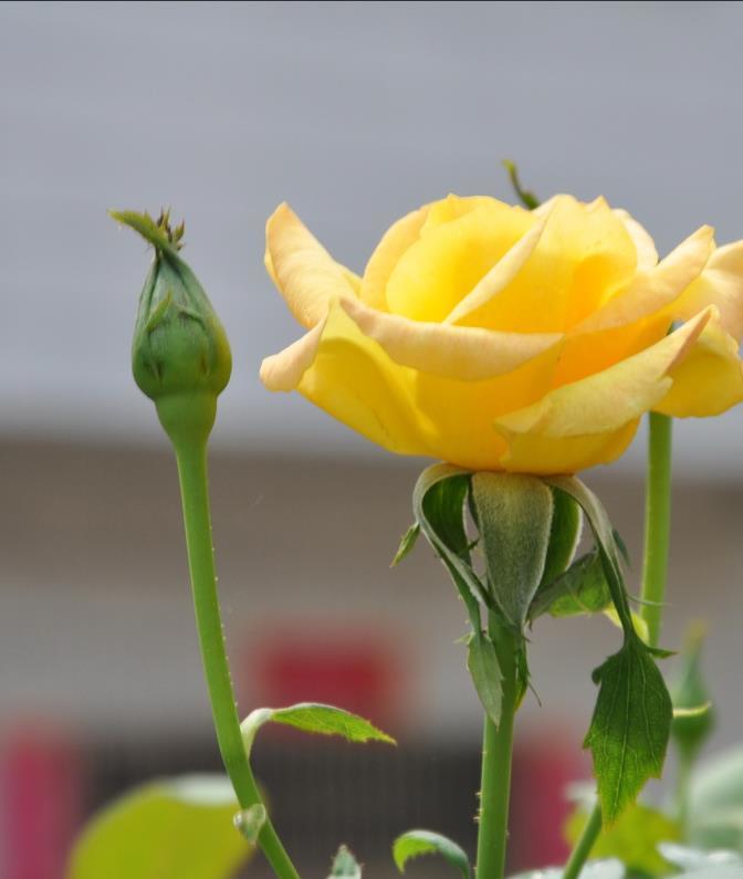 11朵玫瑰花的寓意是什么，有关玫瑰花朵数的含义