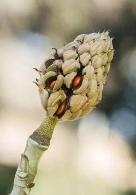 广玉兰花期在什么季节，关于广玉兰花简介