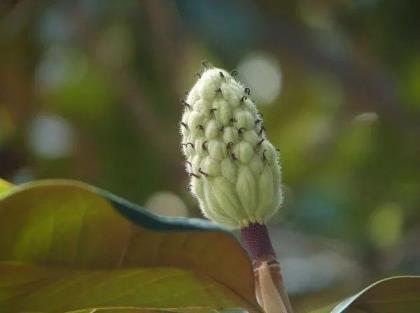 广玉兰花期在什么季节，关于广玉兰花简介