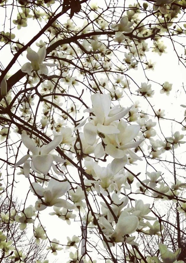 广玉兰花期在什么季节，关于广玉兰花简介