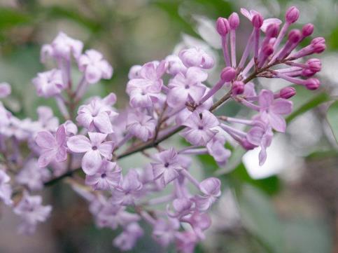 丁香花花语是什么，丁香花的寓意和象征