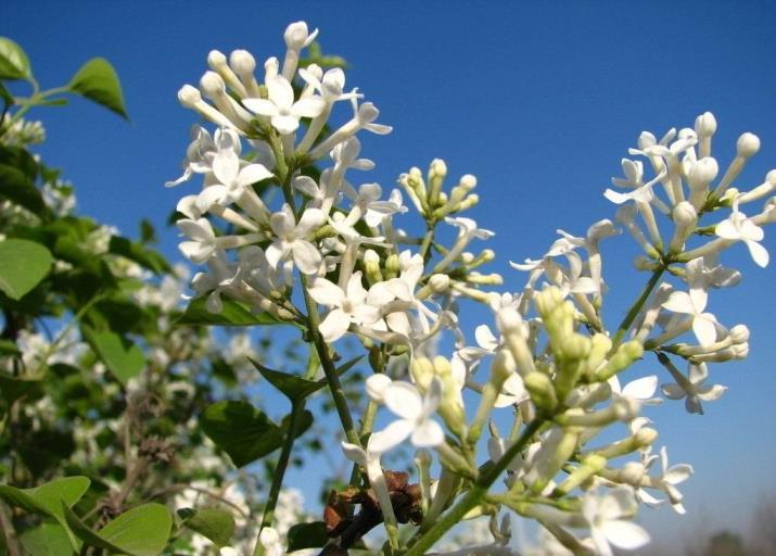 丁香花花语是什么，丁香花的寓意和象征